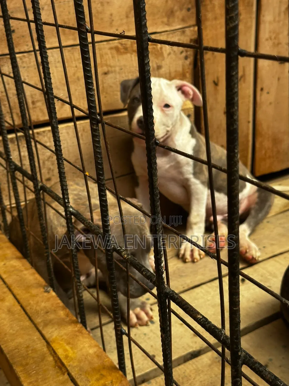 1-3 months Male Purebred American Bully