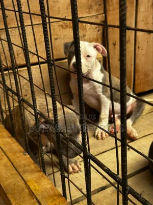 1-3 months Male Purebred American Bully