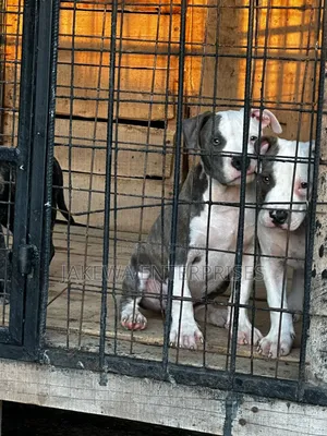 1-3 months Female Purebred American Bully