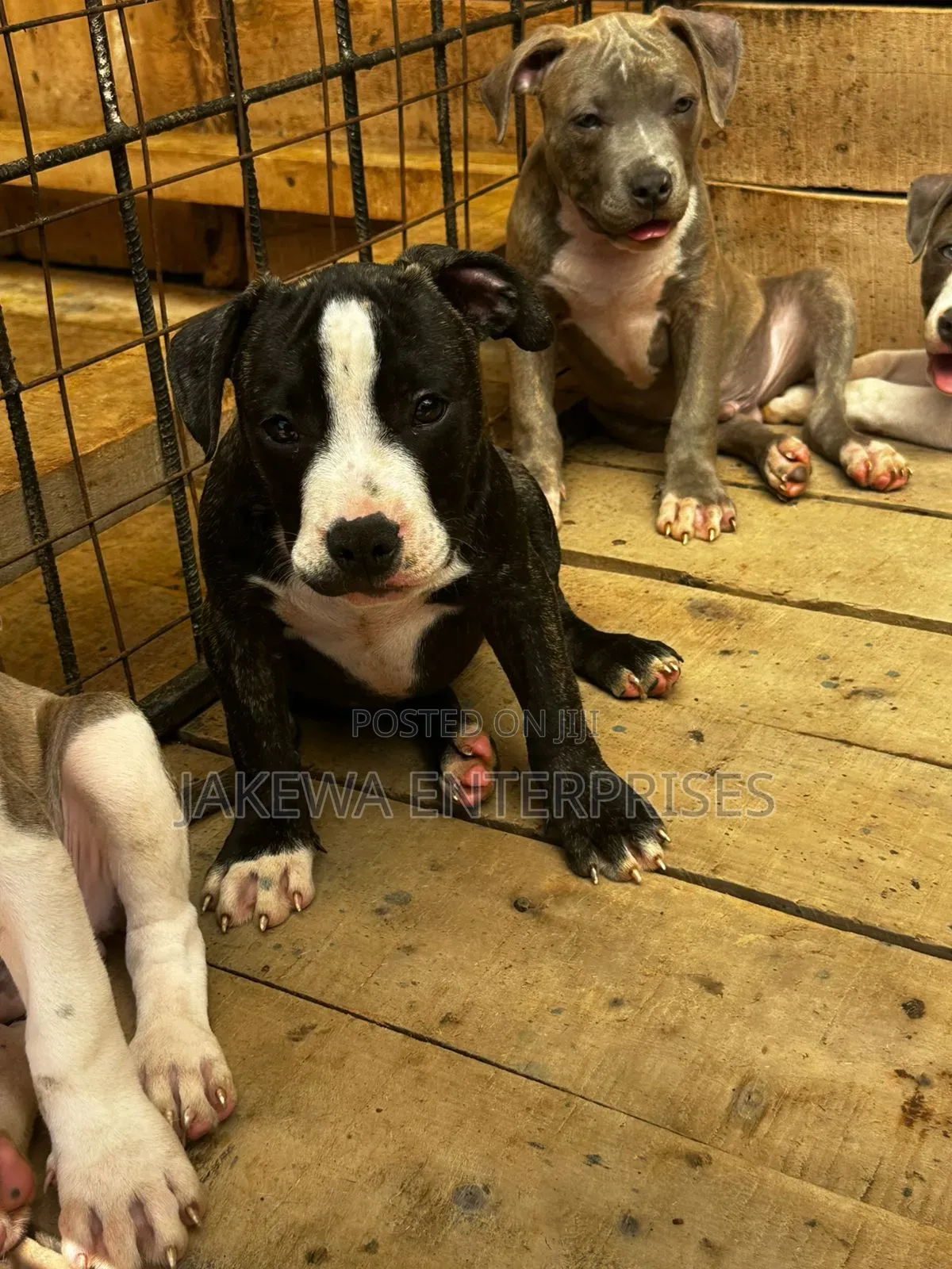 1-3 months Male Purebred American Bully