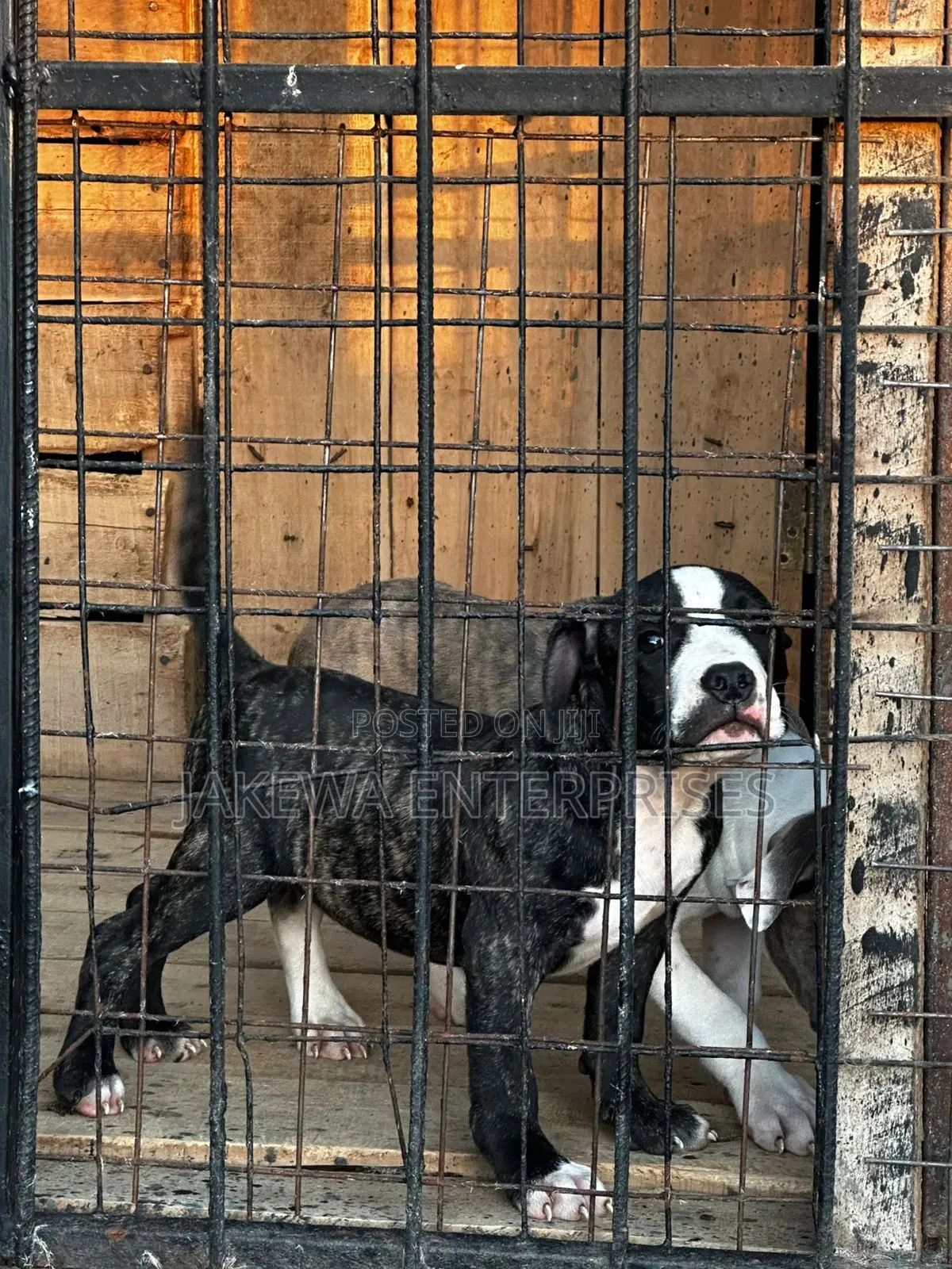 1-3 months Female Purebred American Bully