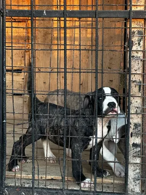 1-3 months Female Purebred American Bully