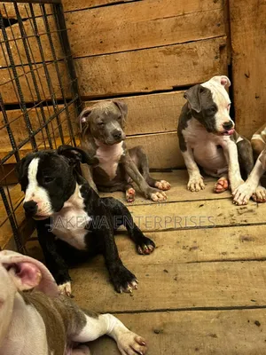 1-3 months Male Purebred American Bully