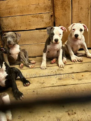 1-3 months Female Purebred American Bully