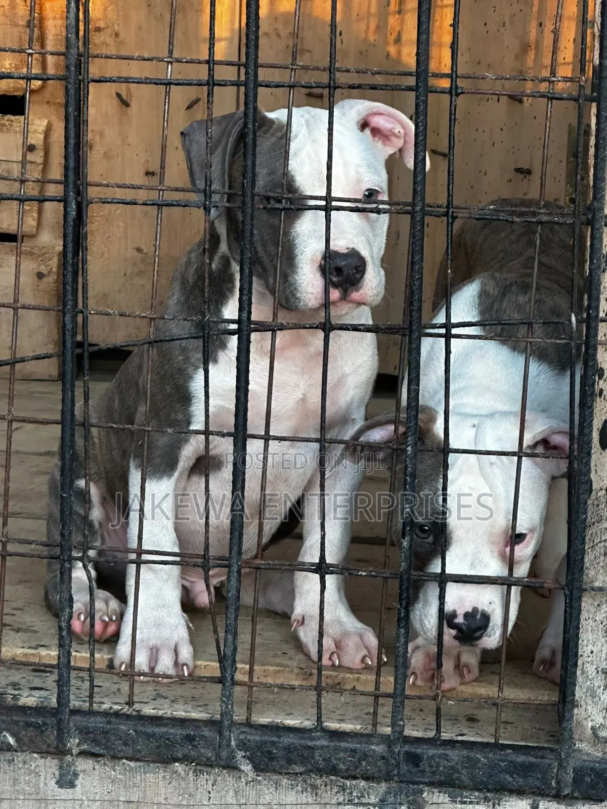 1-3 months Male Purebred American Bully
