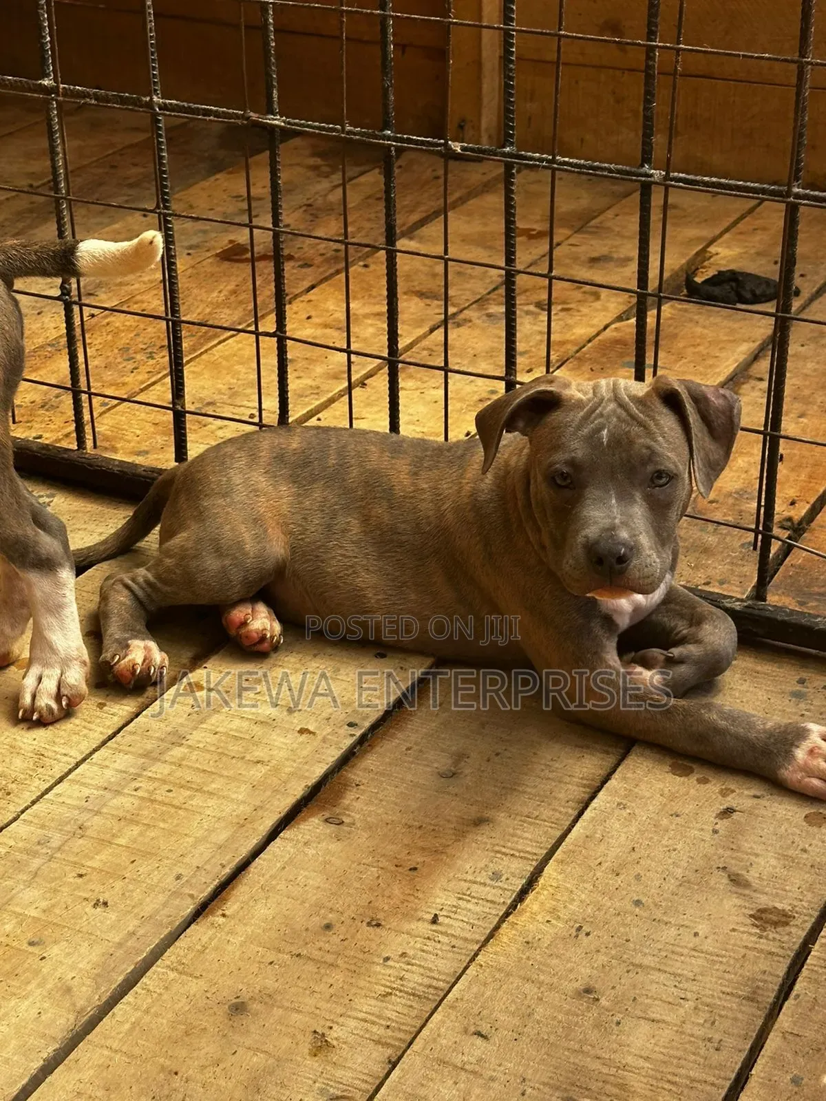 1-3 months Male Purebred American Bully