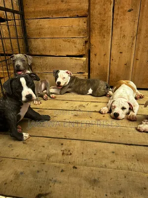 1-3 months Female Purebred American Bully