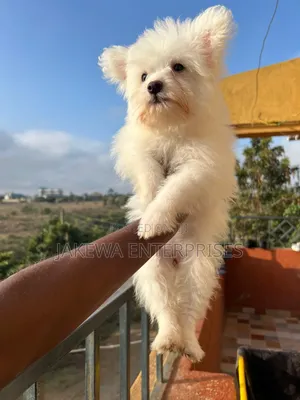 1-3 months Female Purebred Maltese