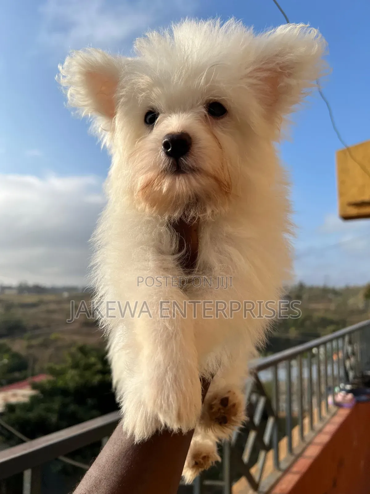 1-3 months Male Purebred Maltese