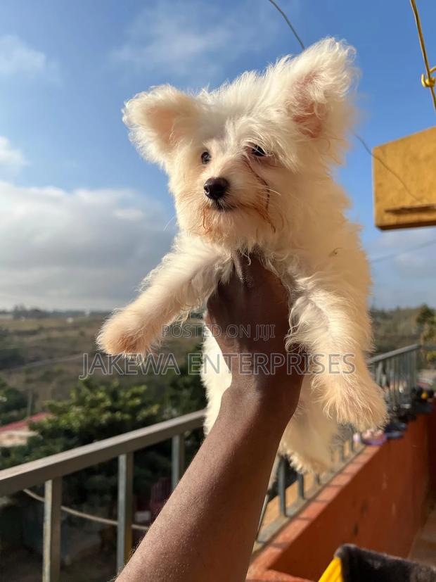 1-3 months Female Purebred Maltese