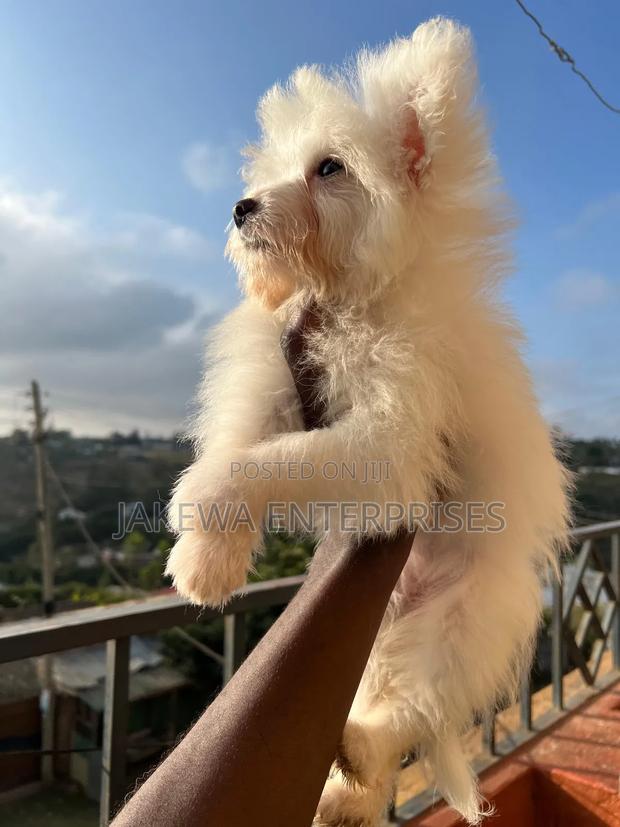 1-3 months Male Purebred Maltese - main view