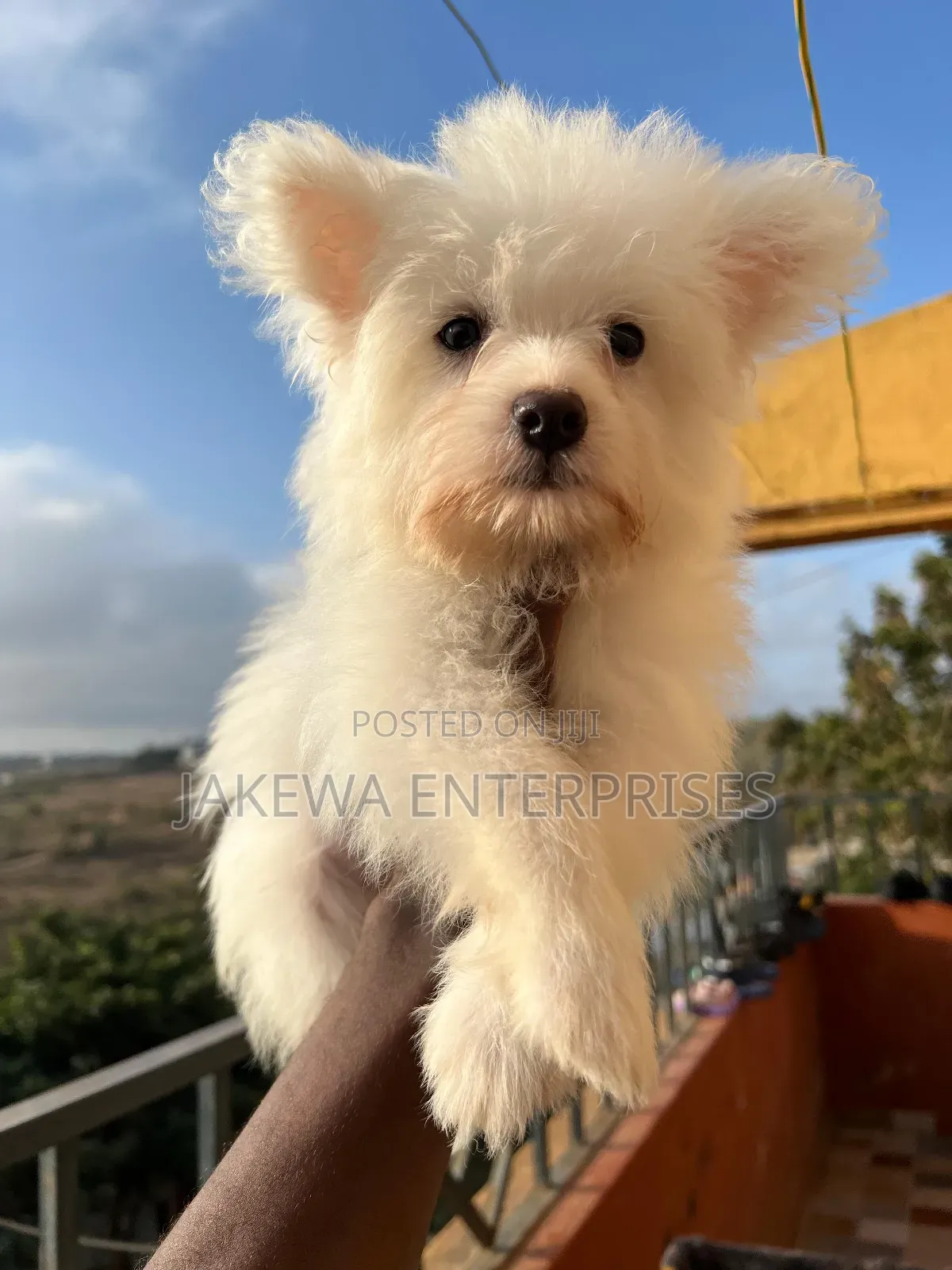 1-3 months Female Purebred Maltese