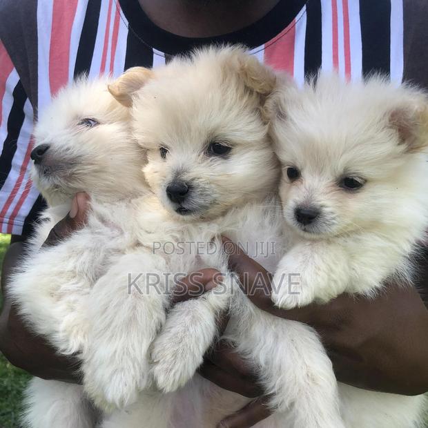 1-3 months Female Purebred Japanese Spitz - main view
