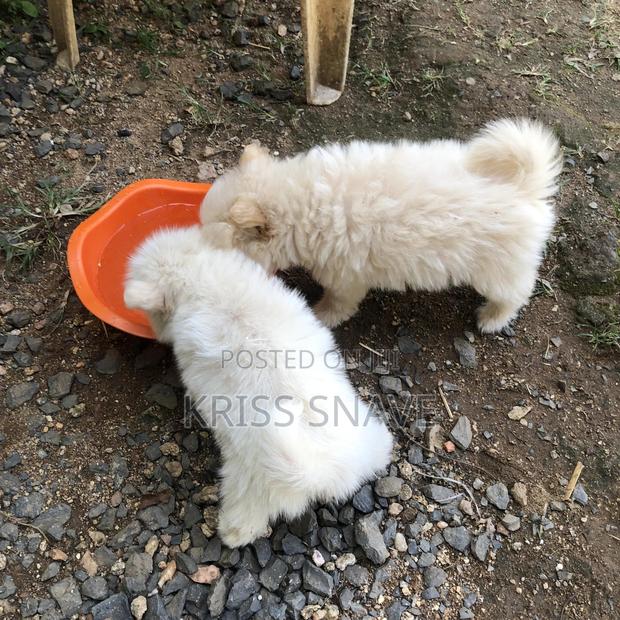 1-3 months Female Purebred Japanese Spitz - thumbnail 5