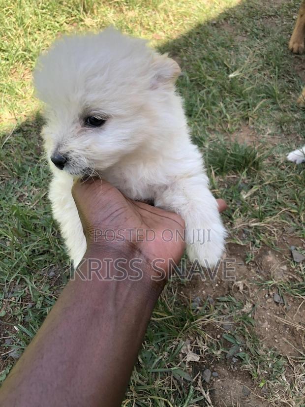 1-3 months Female Purebred Japanese Spitz - thumbnail 6