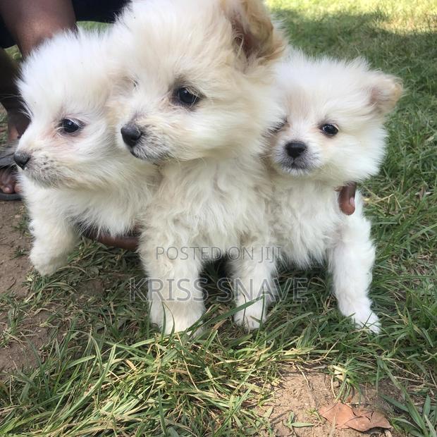 1-3 months Female Purebred Japanese Spitz - thumbnail 2