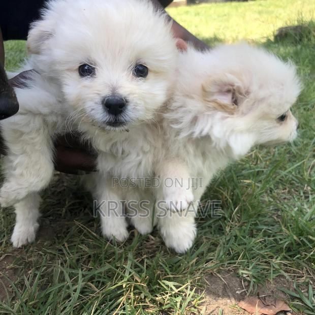 1-3 months Female Purebred Japanese Spitz - thumbnail 3