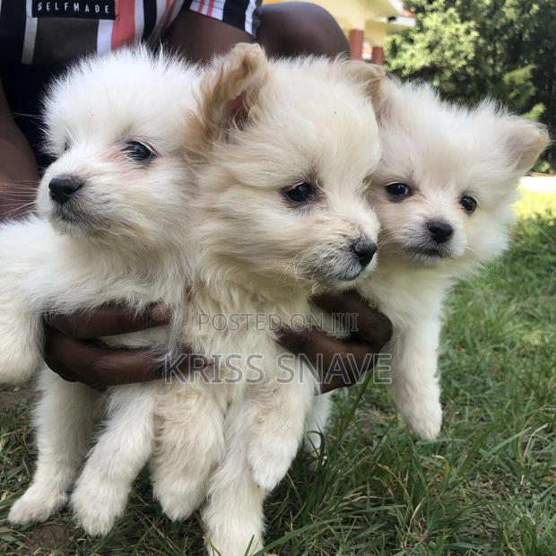 1-3 months Female Purebred Japanese Spitz - thumbnail 4