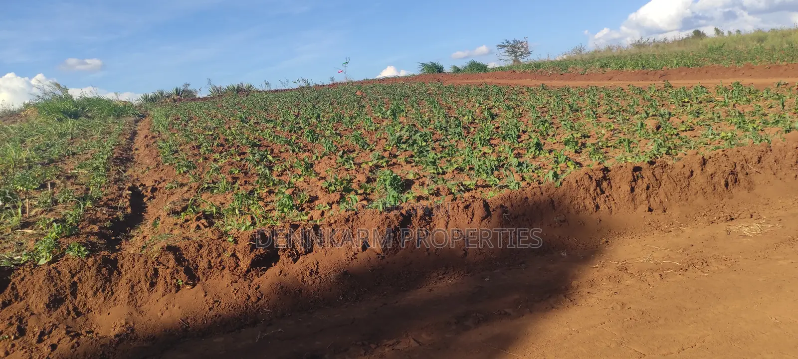 Prime 1/8 Acre In Kikuyu, Thigio (Fronting Tarmac)