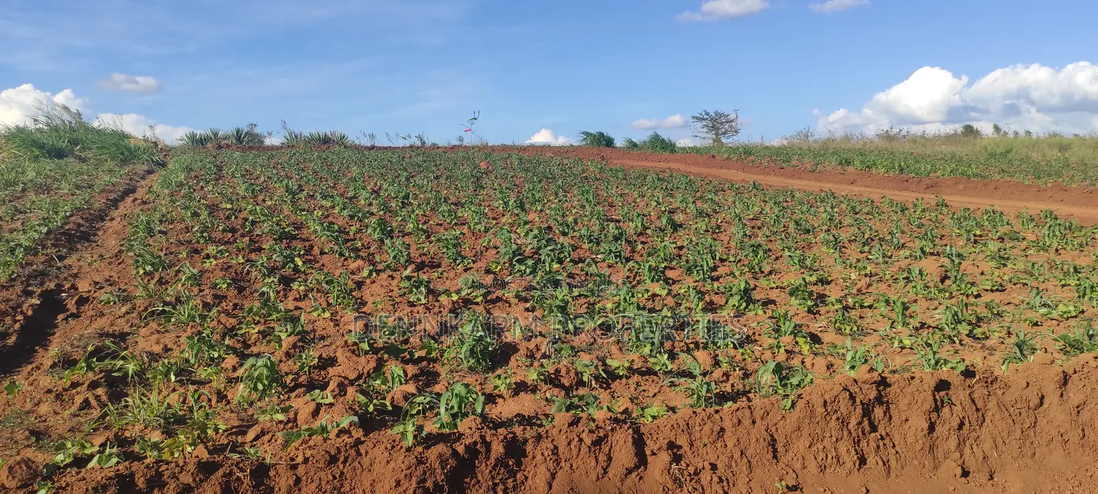 Prime 1/8 Acre In Kikuyu, Thigio (Fronting Tarmac)