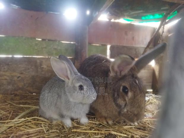 Selling Rabbits