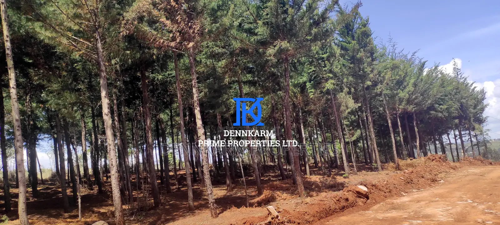 Prime Plots for Sale – Forest Groove Kikuyu, Thigio