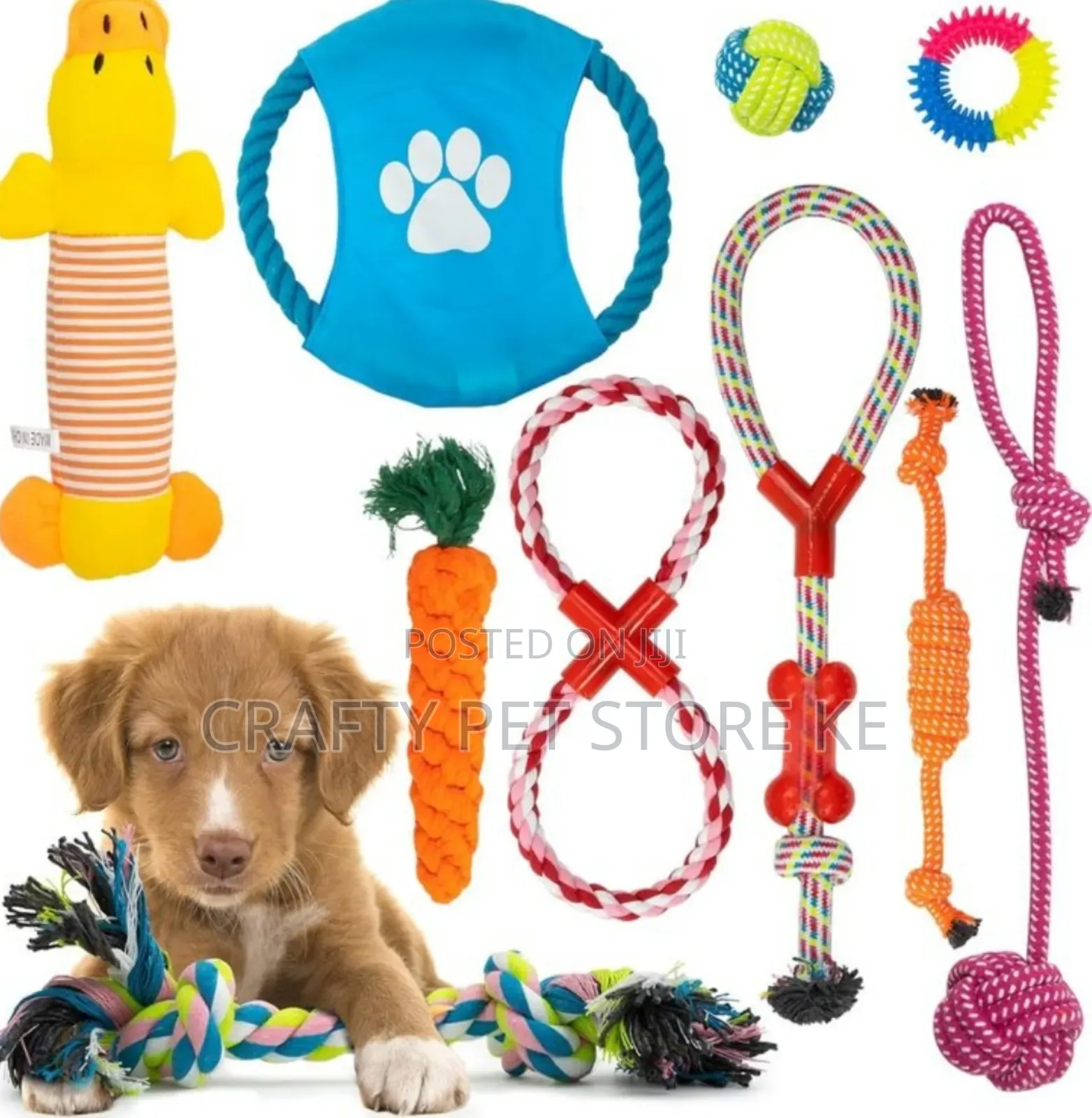 Dog Playing Toys