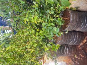 Siranium Cherry (Pitanga) - main view