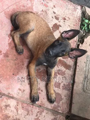 3-6 months Male Purebred Belgian Malinois