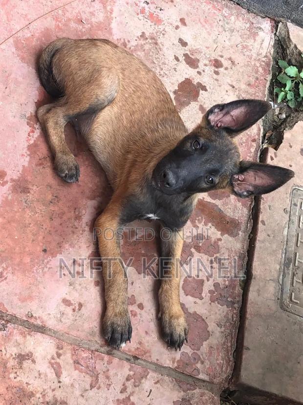 3-6 months Male Purebred Belgian Malinois