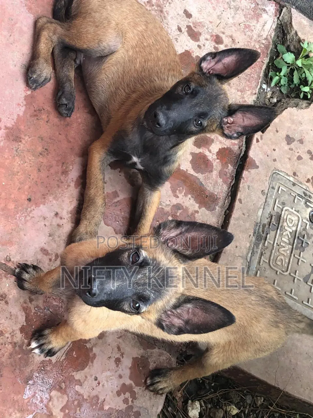 3-6 months Male Purebred Belgian Malinois