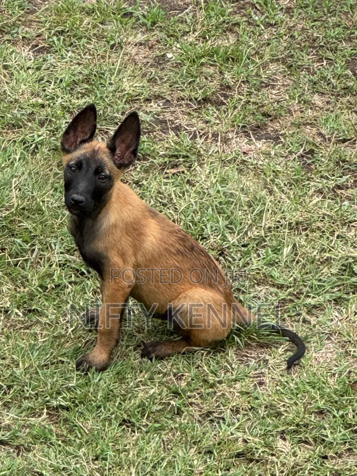 3-6 months Male Purebred Belgian Malinois
