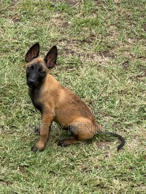 3-6 months Male Purebred Belgian Malinois