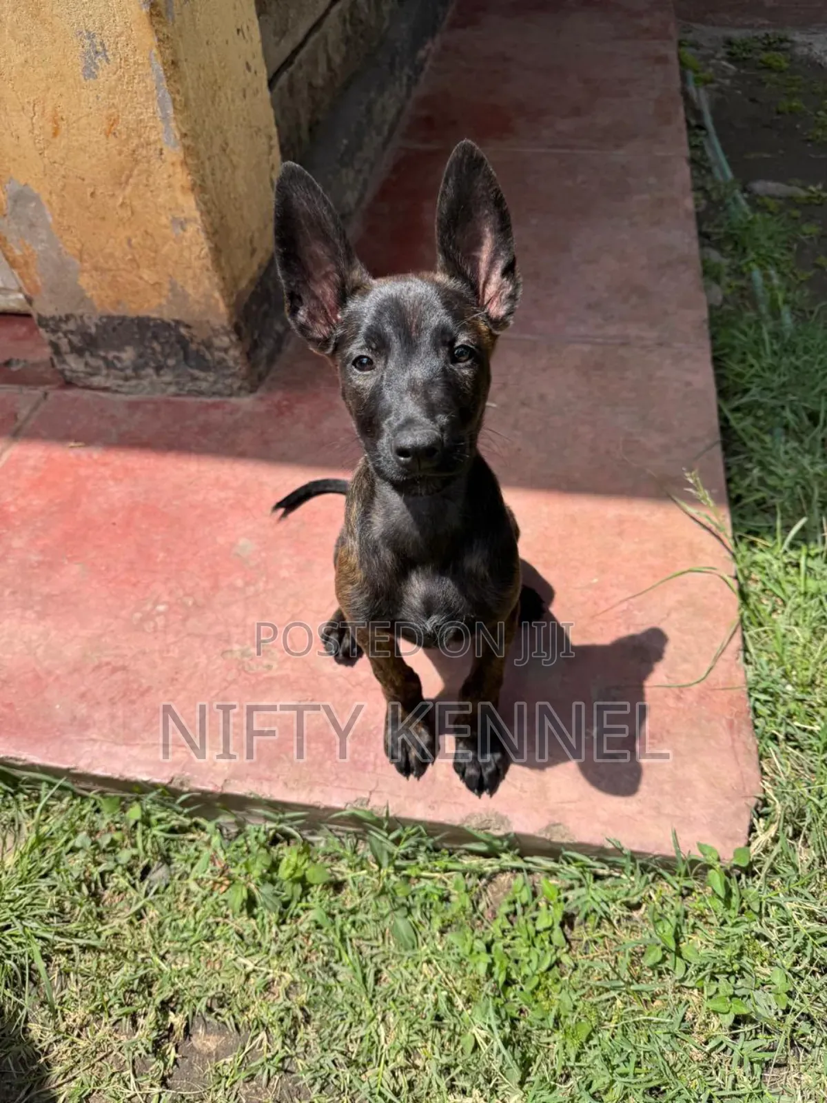 3-6 months Male Purebred Belgian Malinois