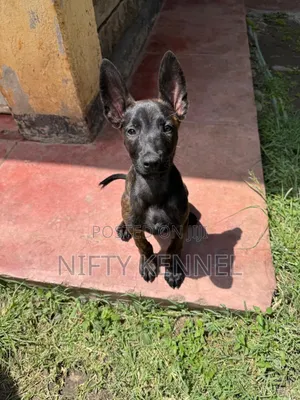 3-6 months Male Purebred Belgian Malinois