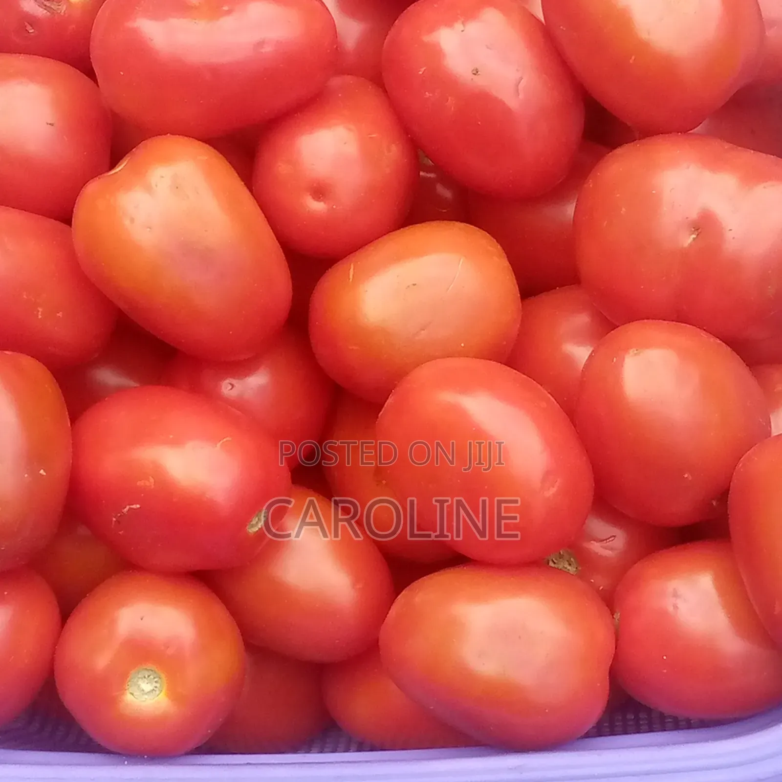 Fresh Fresh Tomatoes