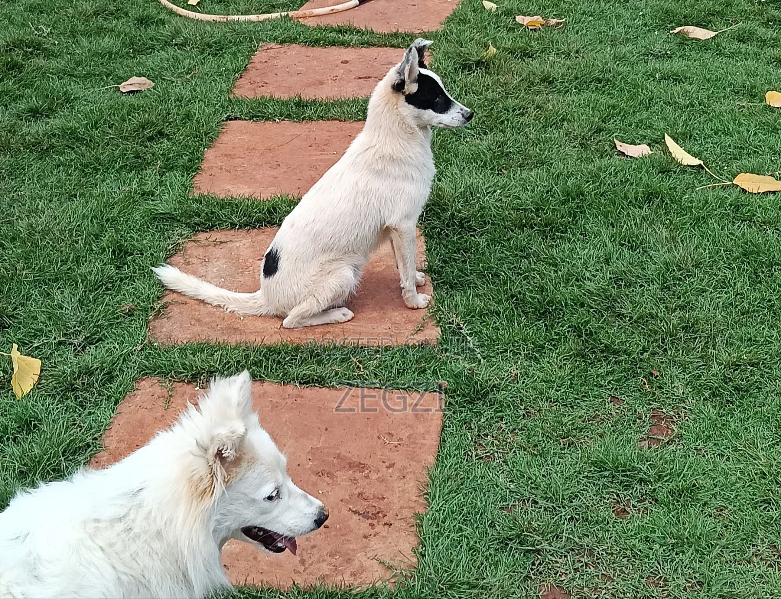 6-12 months Male Mixed Breed Japanese Spitz