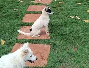 6-12 months Male Mixed Breed Japanese Spitz