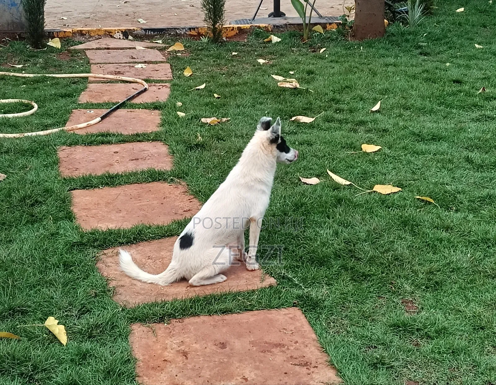 6-12 months Male Mixed Breed Japanese Spitz