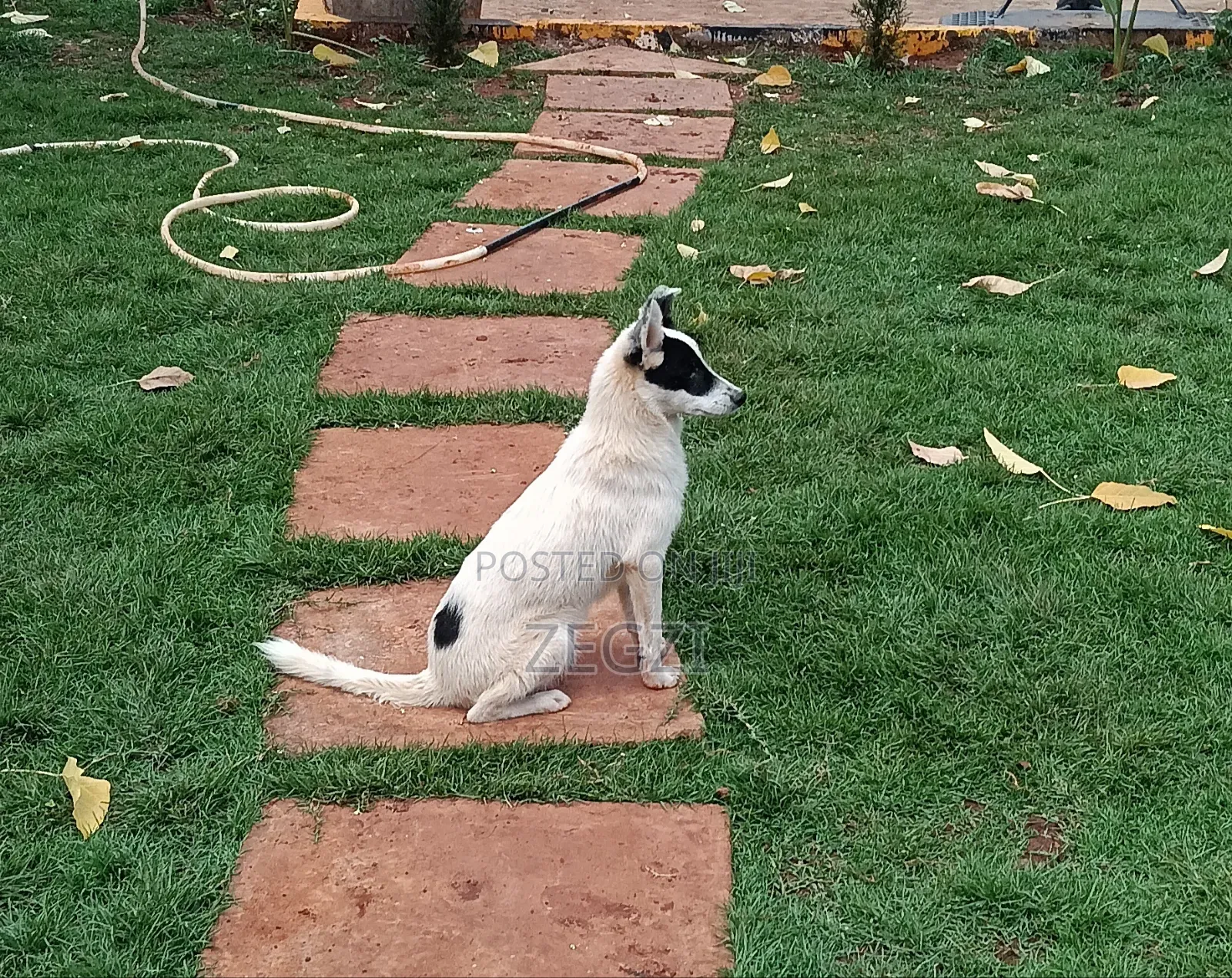 6-12 months Male Mixed Breed Japanese Spitz
