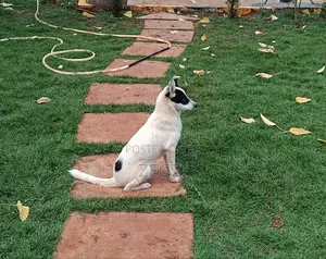 6-12 months Male Mixed Breed Japanese Spitz