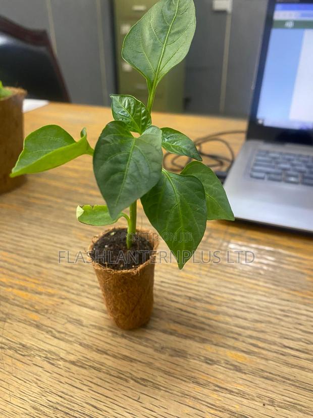 Vuna Coconut Coir Seedling Starter Pots - thumbnail 5