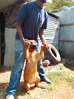3-6 months Female Purebred Boerboel