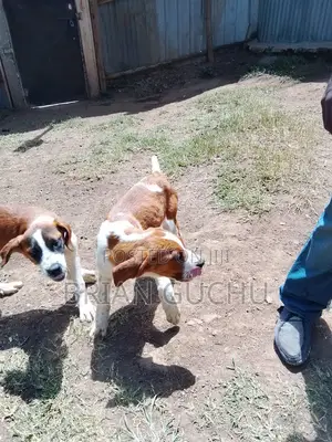 3-6 months Male Purebred Saint Bernard