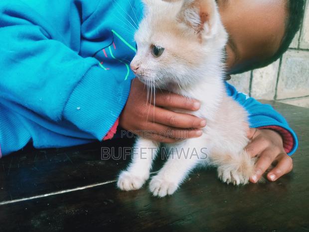 1-3 months Male Purebred Tabby - thumbnail 4