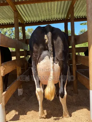 Dairy Cow.