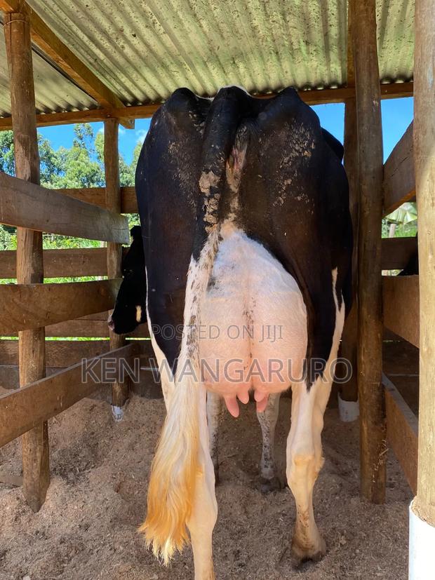 Dairy Cow. - thumbnail 3