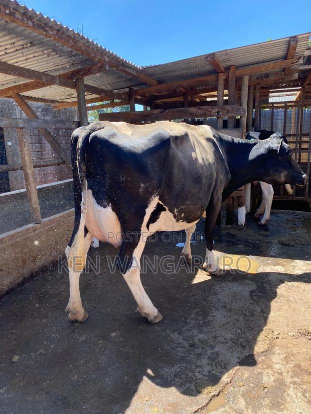 Highyielders - main view