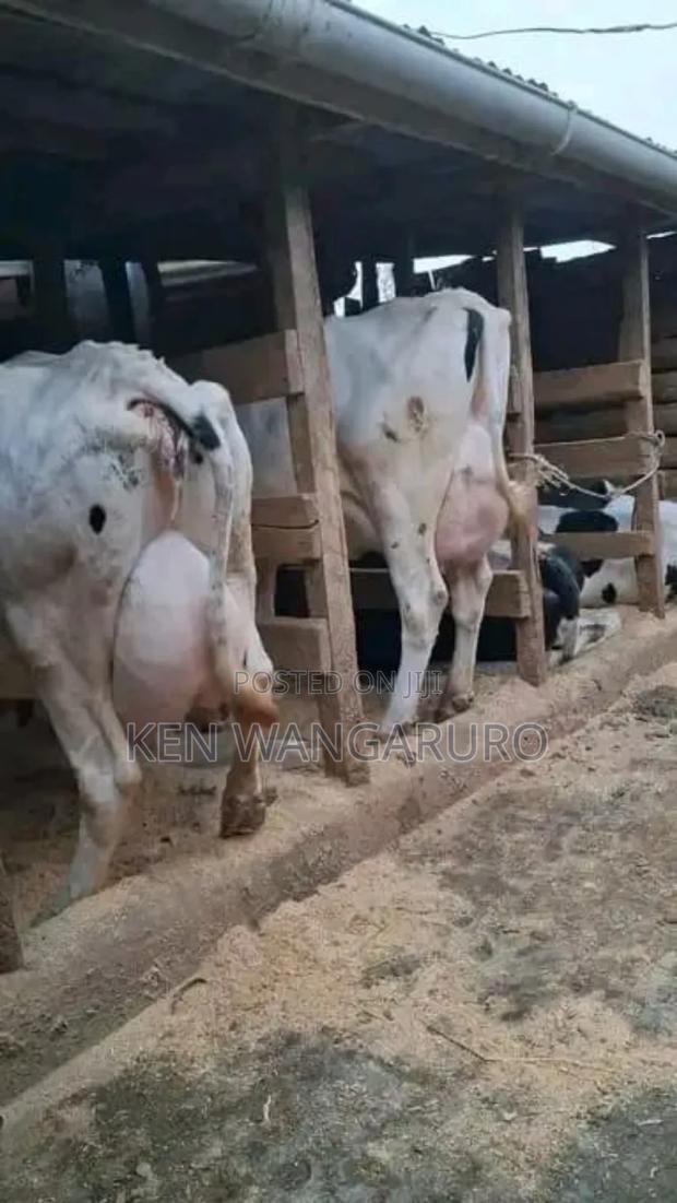 Highyielders - thumbnail 3