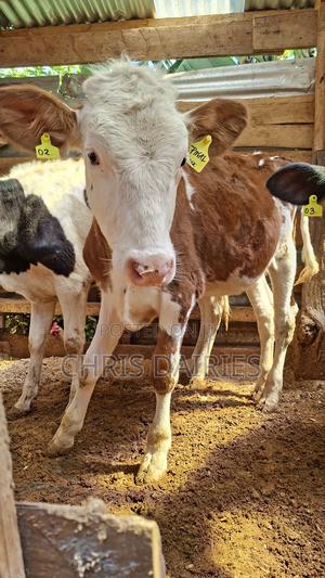 Red Fleckvie Heifer - thumbnail 2